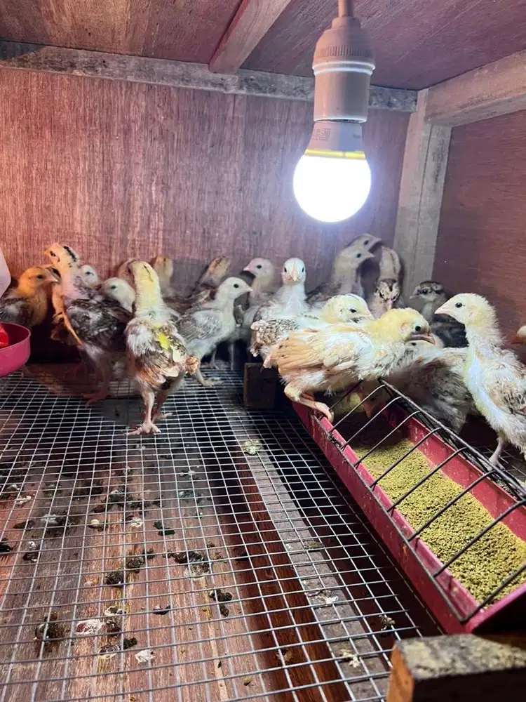 Anak elba umur 1 bulan