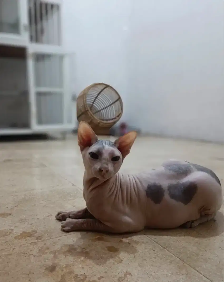 kucing Sphynx jantan jasa pacak kucing