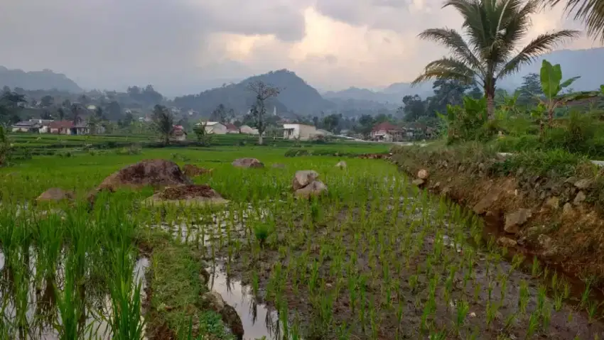 Sawah siap dibangun villa+rumah+glamping sangat strategis view lepas