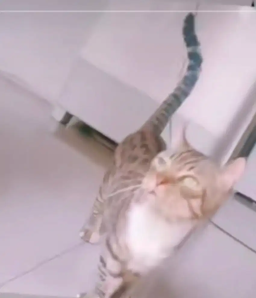 kucing munckin marble ganeta jasa pacak