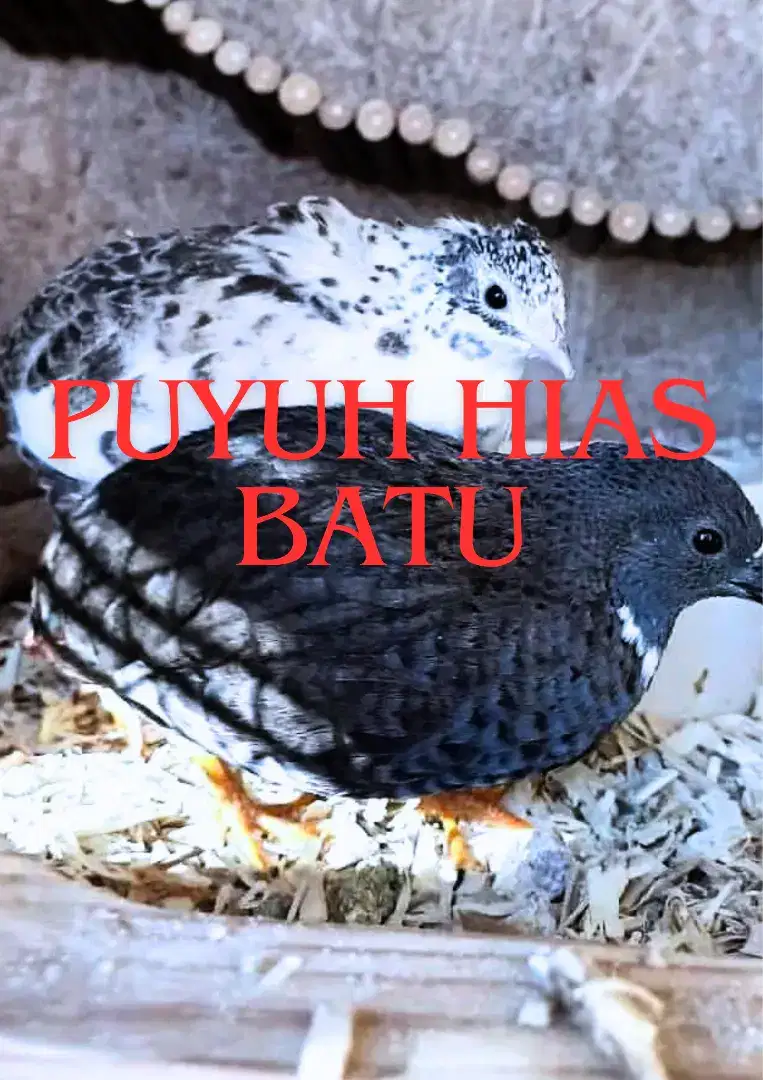 Puyuh batu hias