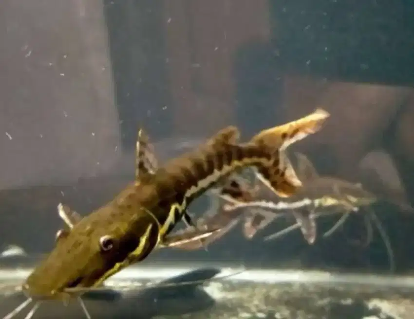 Ikan tiger cat fish atau tsn size 5 dan 6cm