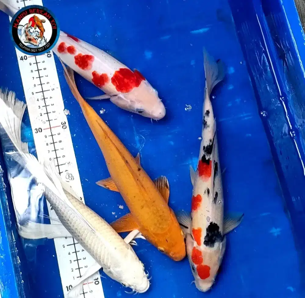 Ikan koi blitar kualitas paket mix 4 ekor ukuran 30up murah