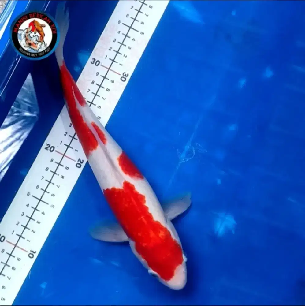 Ikan koi blitar kualitas kohaku original merah strong 30bu