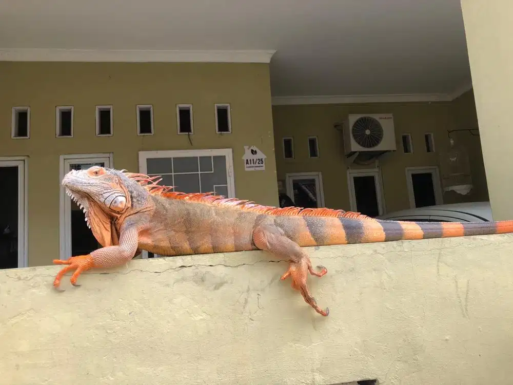 Borongan iguana dan kandang (tidak bisa dipisah, harga NET)