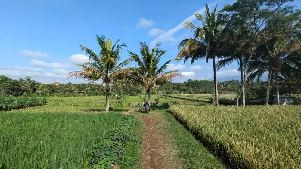 Tanah Sawah SHM Akses Mobil