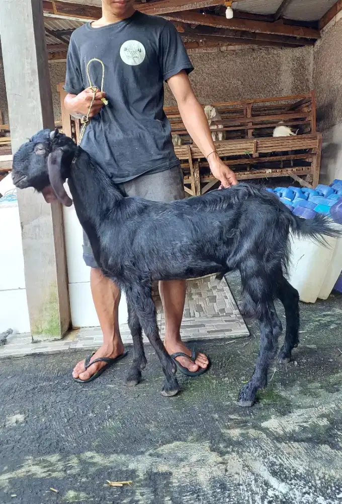 Kambing Hitam Semuanya Jantan dan Betina