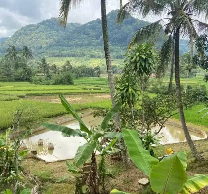 Tanah , Sawah dan kolam ikan view pengunungan dan pohon buah Durian