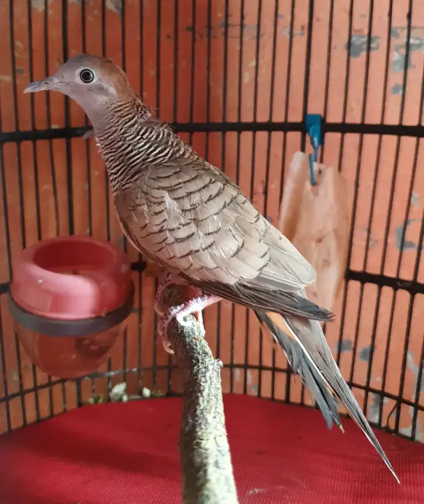 Burung Perkutut Lokal Kuk 5-7 Koleksi Pribadi Sehat Terawat