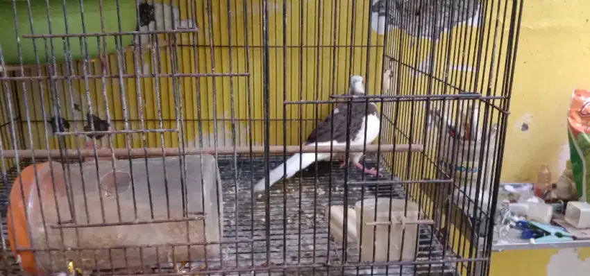 Jul burung  derkuku warna plangkok betina