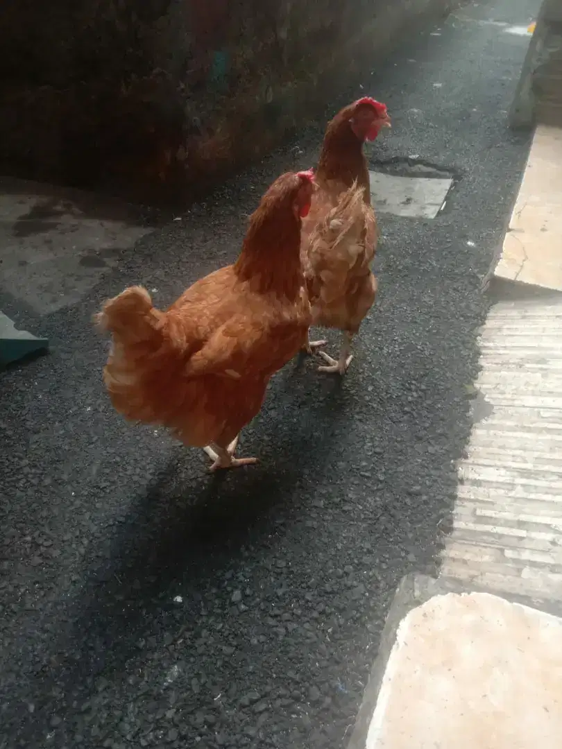 Ayam petelur produksi