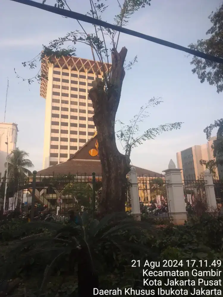 Tukang tebng potong pohon