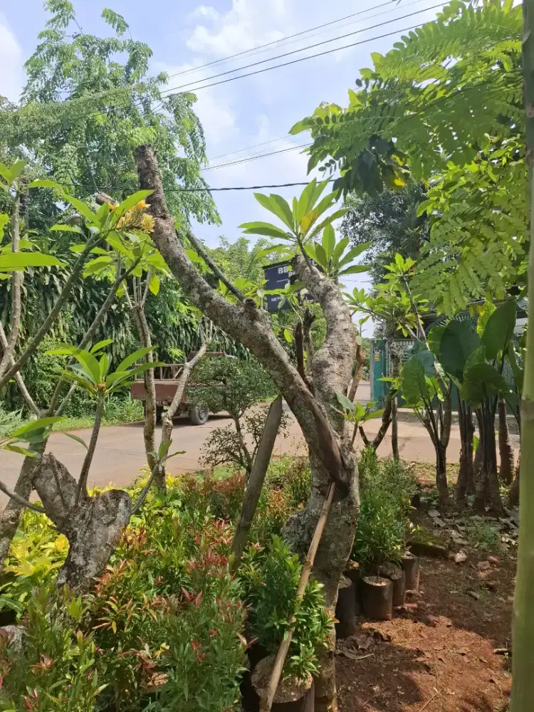 Pohon fosil kamboja