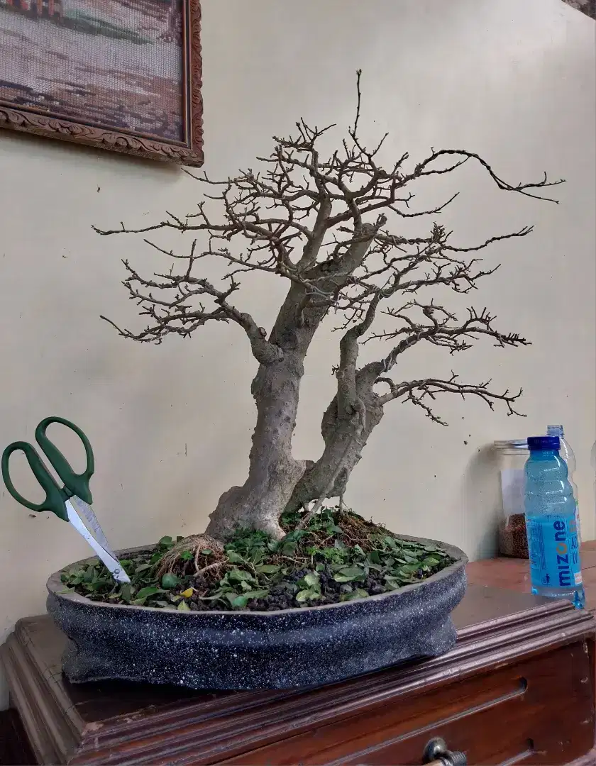 Bonsai serut medium