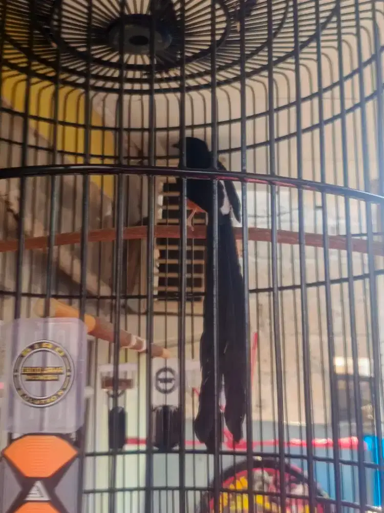 Murai Medan Ekor Panjang Klewer, NEGO