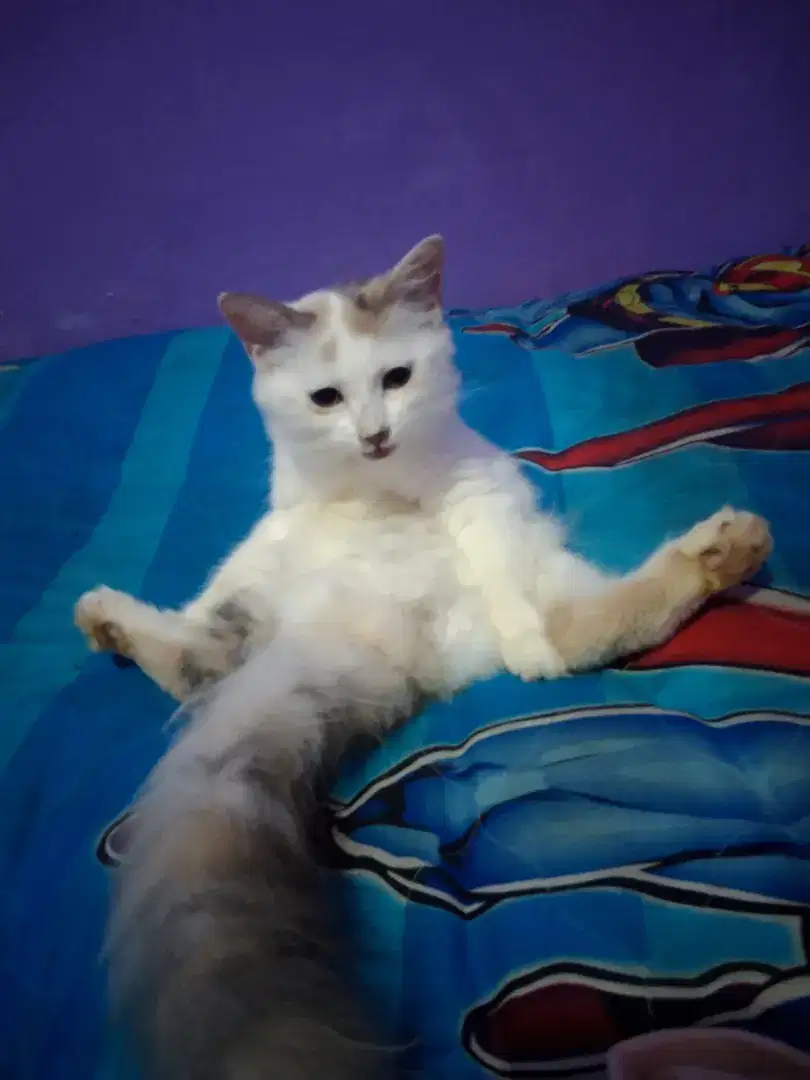 Kucing Persia anggora