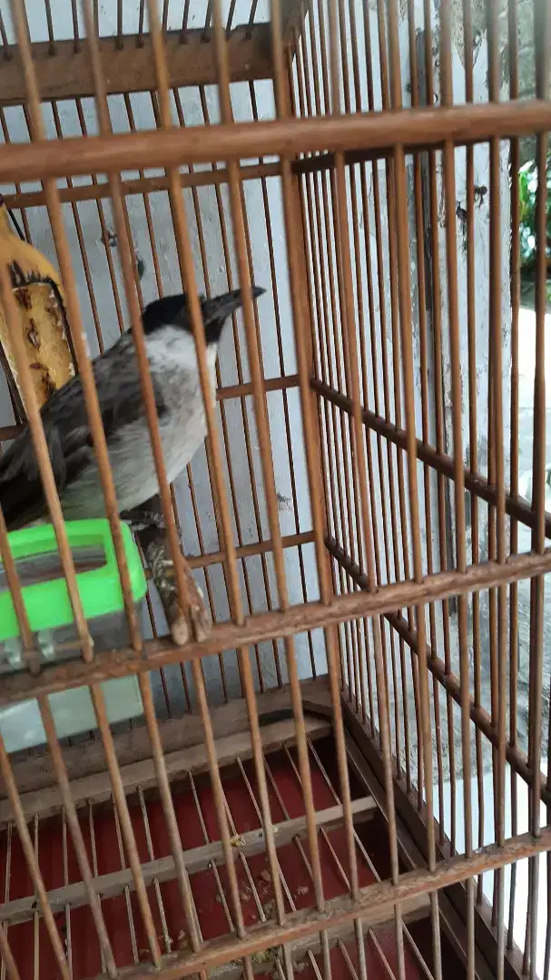 Di jual burung kutilang