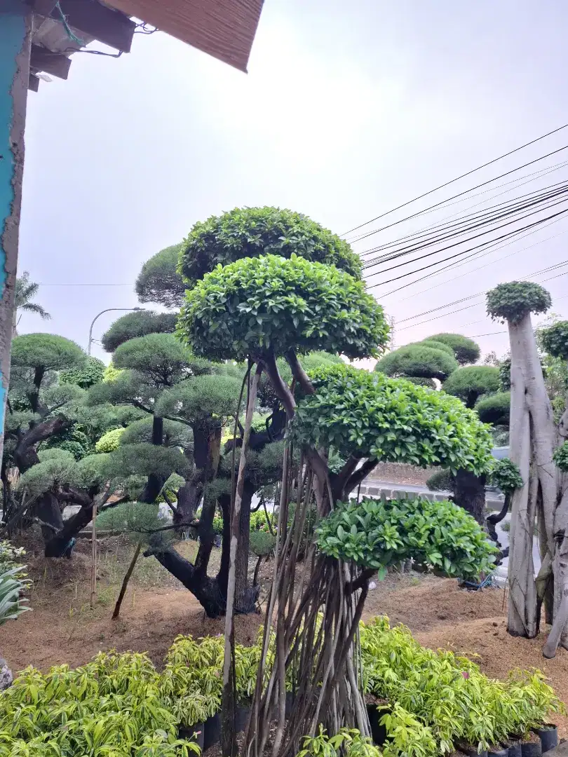 Pohon bonsai beringin Korea mikro