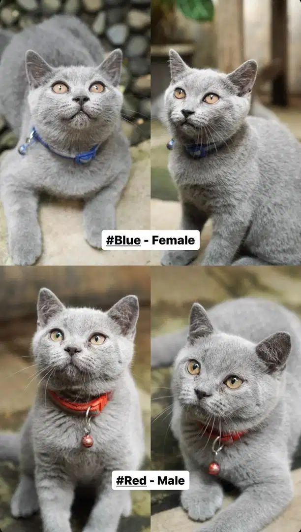 Kucing British Shorthair BSH British Short hair Kitten - Purebreed