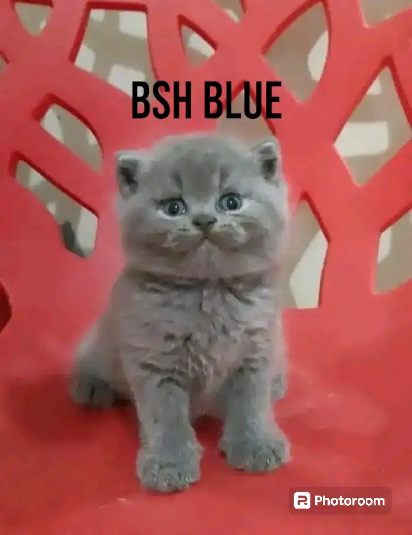 British Shorthair