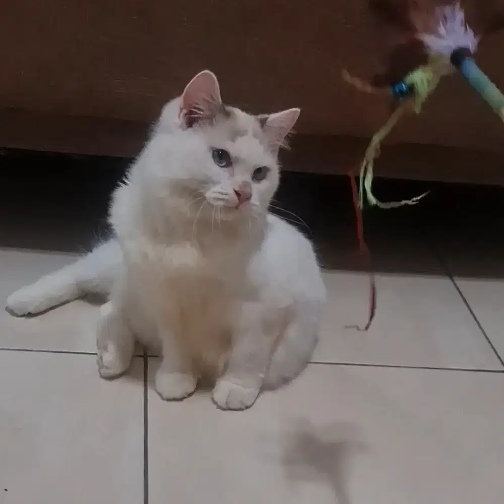 Lepas Adopt Ragdoll Jantan 1 tahun