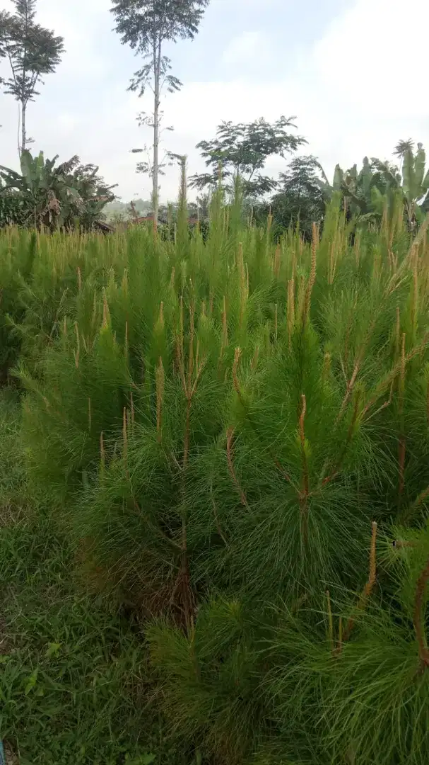 Pinus 2 meter dalam polybag - min 100 bibit