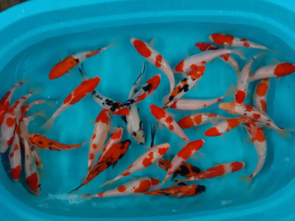 Ikan koi warna cantik