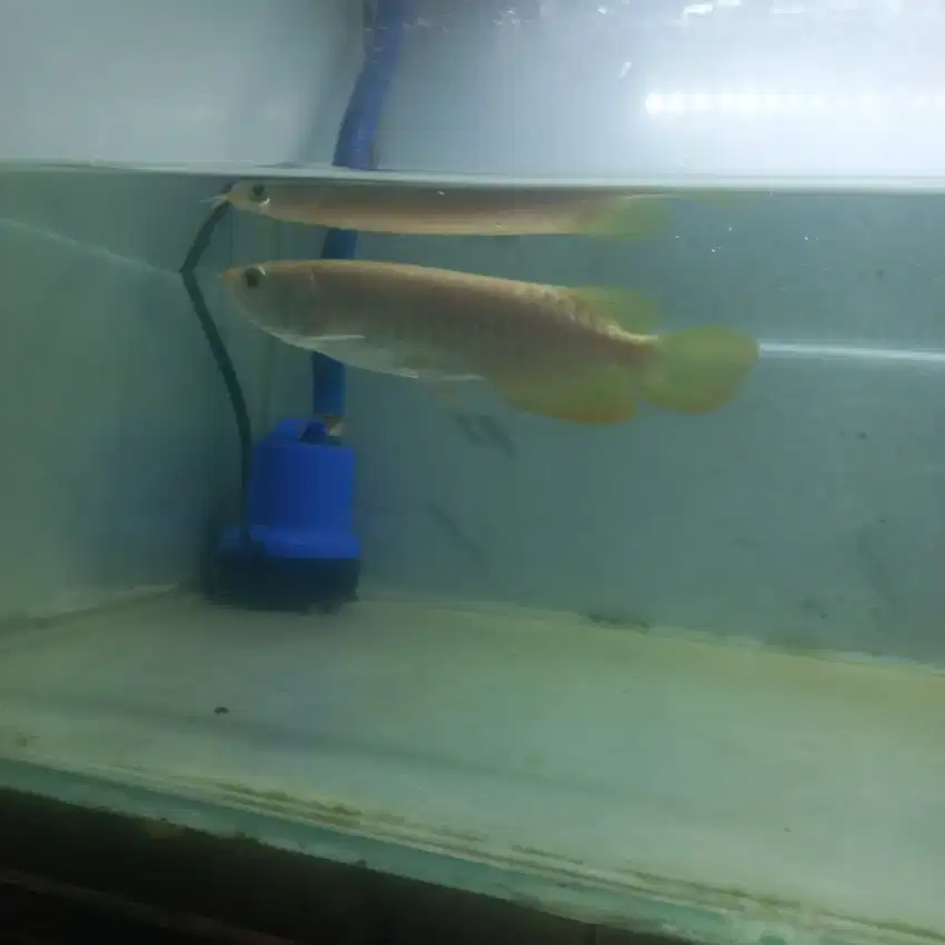 Ikan arwana golden xb