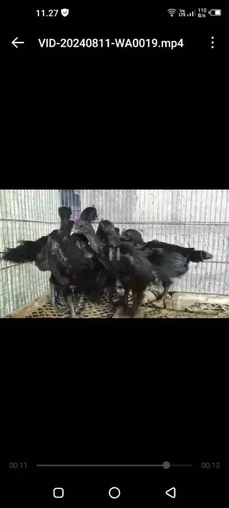 Ayam cemani anak super lidah hitam usia 2,5 bln asli trah hitam