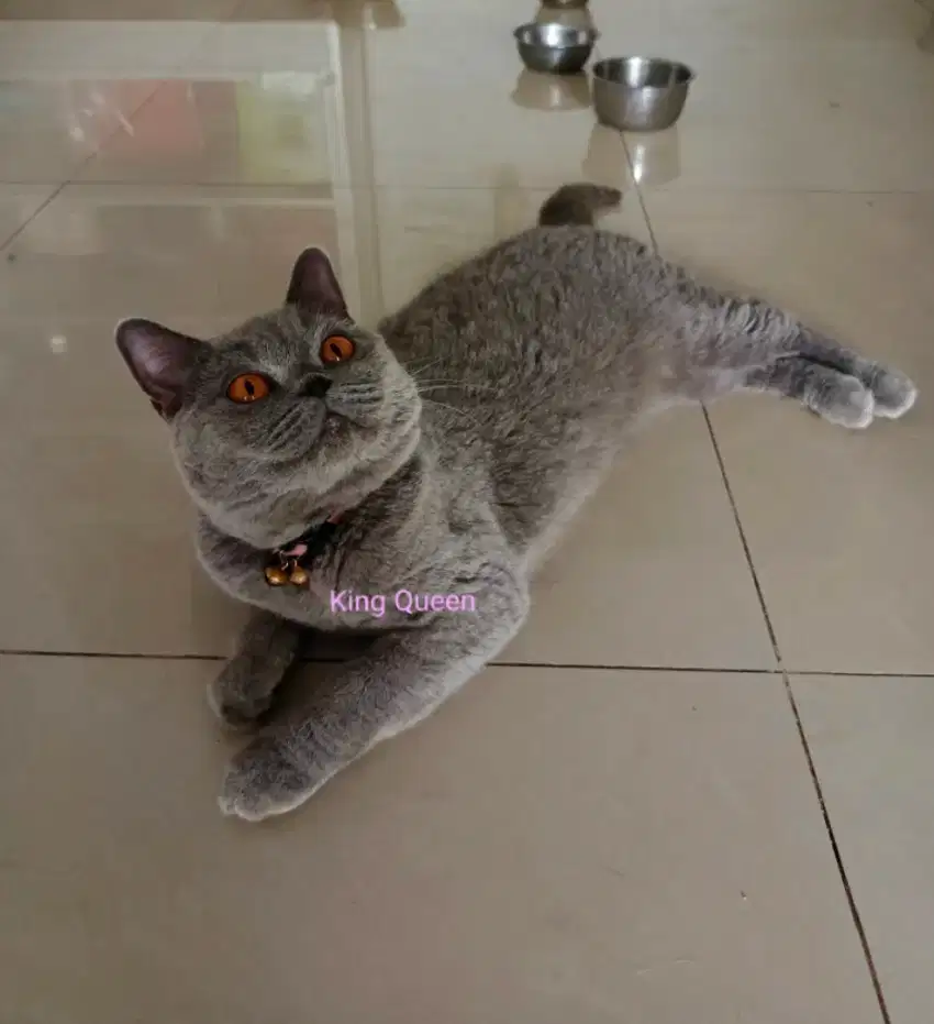 Kucing British Shorthair BSH Blue Solid Betina 20 bulan Proven Ped ICA