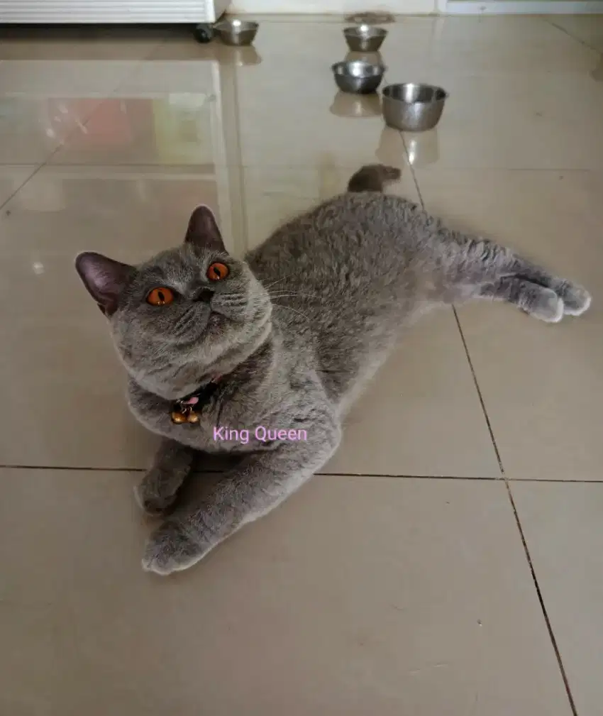 Kucing British Shorthair BSH Blue Solid Betina 20 bulan Ped ICA