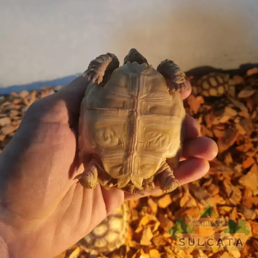 KURA KURA SULCATA / SULCATA TORTOISE 7-8cm