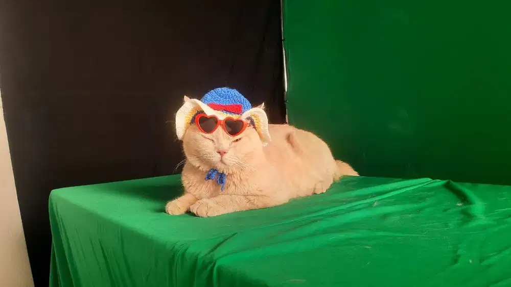 Jasa pacak bsh cream