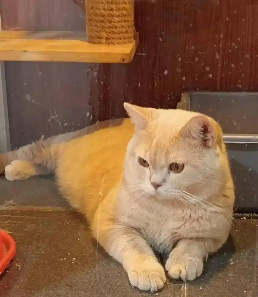 PACAK BSH CREAM PED CFA