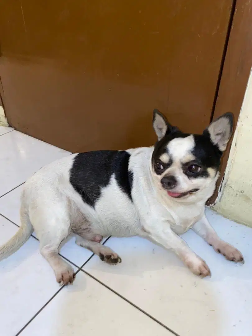 Anjing Chihuahua Asli Jantan / Laki - Laki