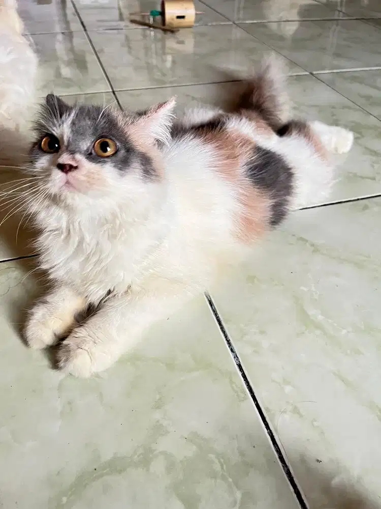 Kucing betina 11 bulan