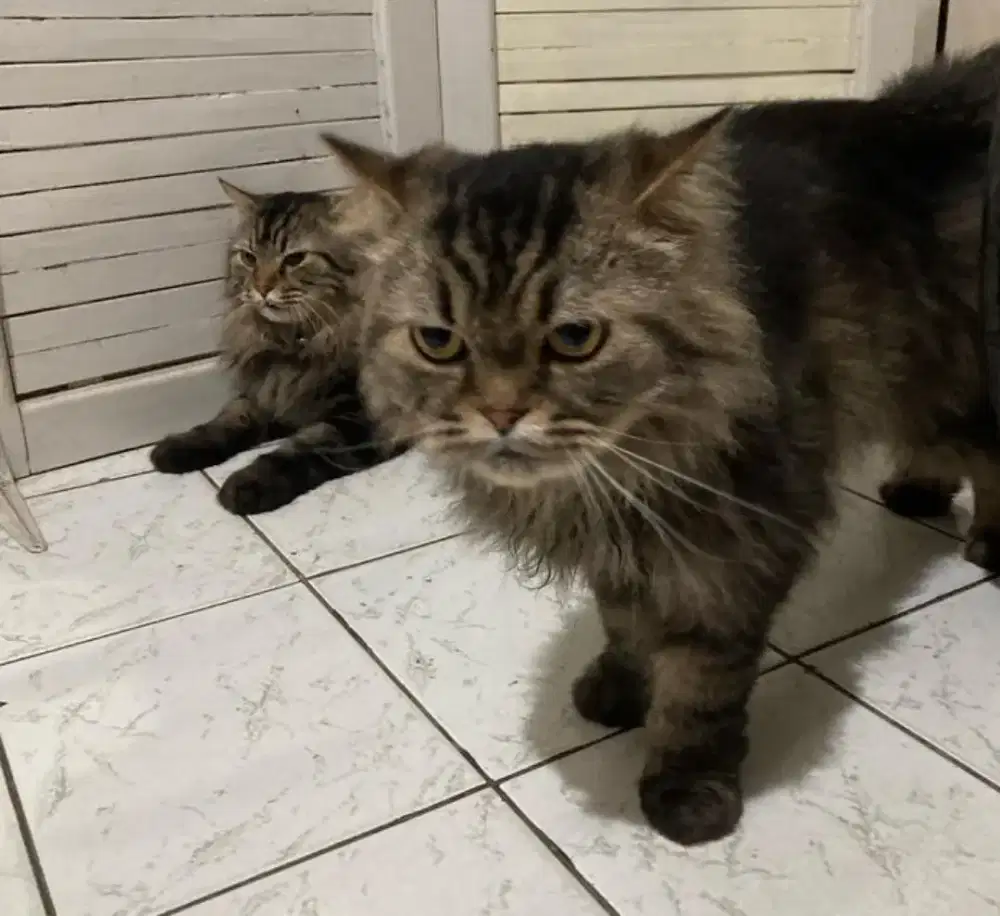 groming kucing panggilan