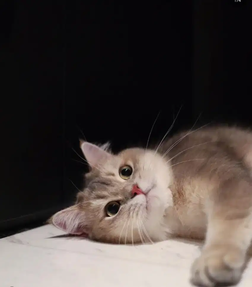 groming kucing panggilan