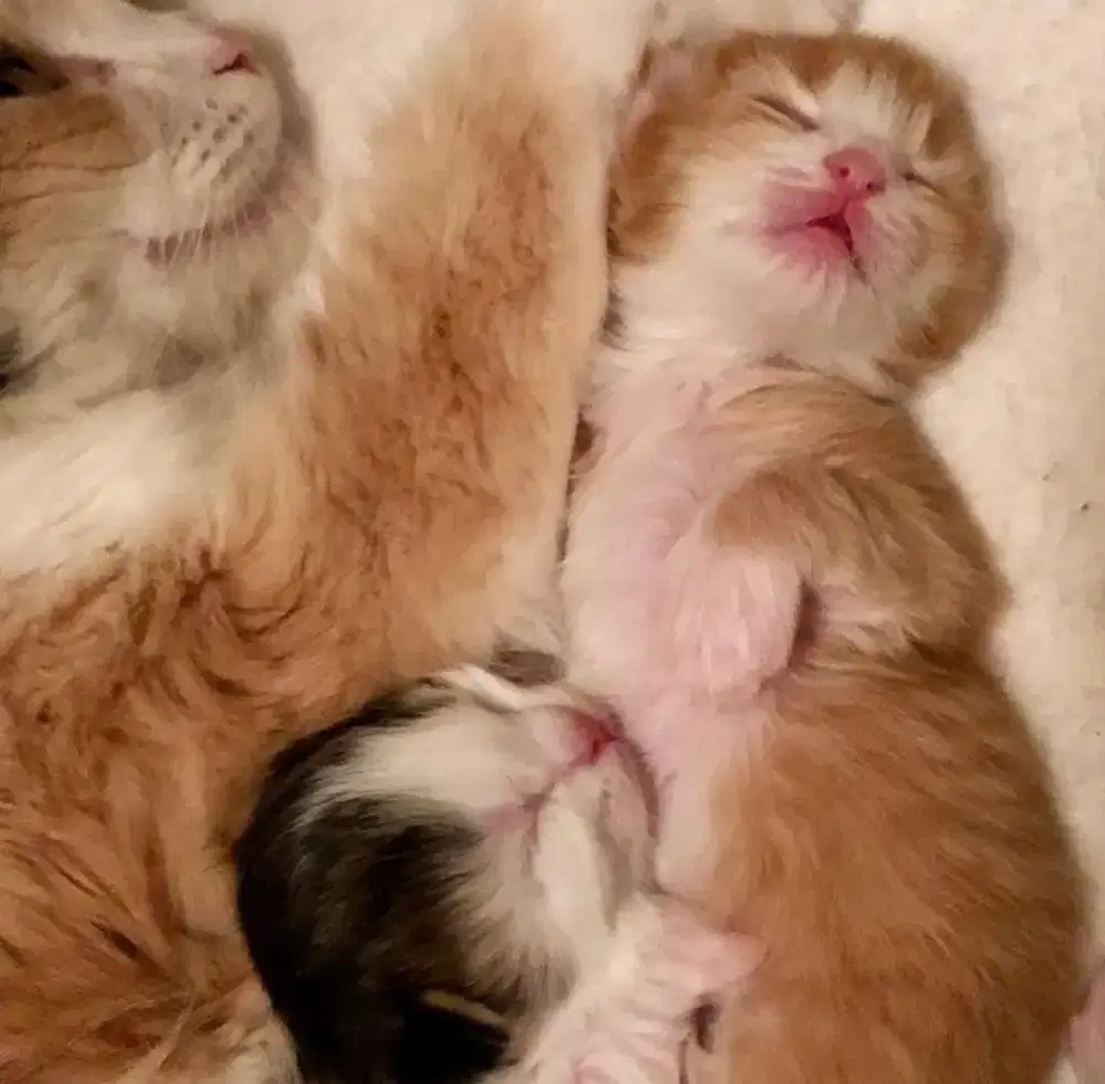 groming kucing panggilan