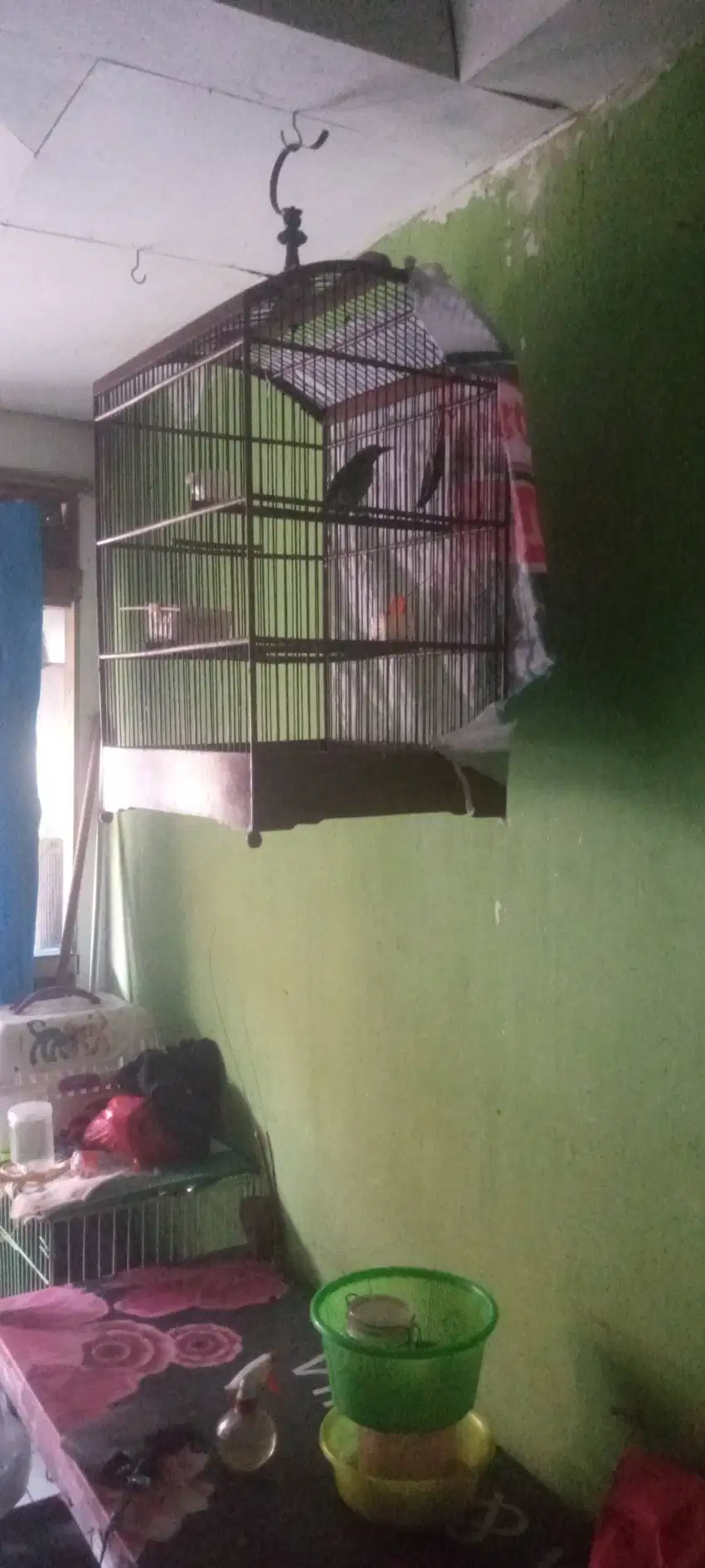 Burung kicau Bety gacorr siap utk breeding