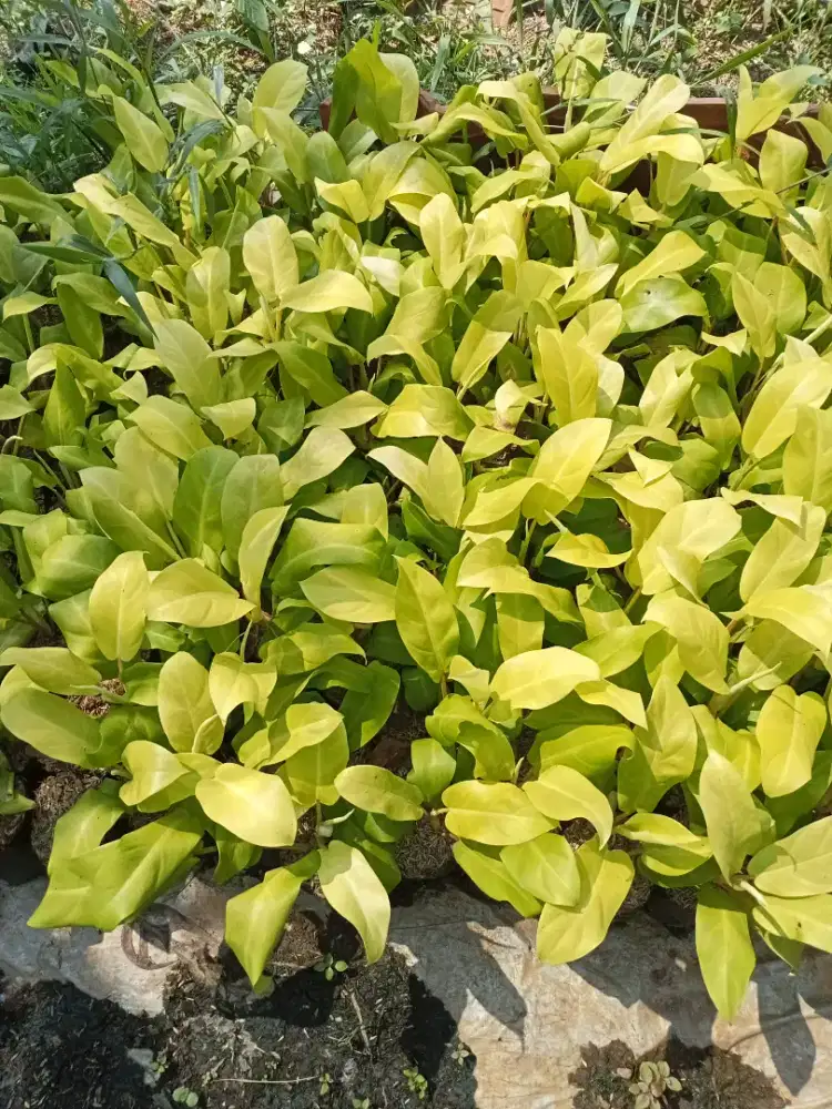 Jual tanaman sirih gading centon