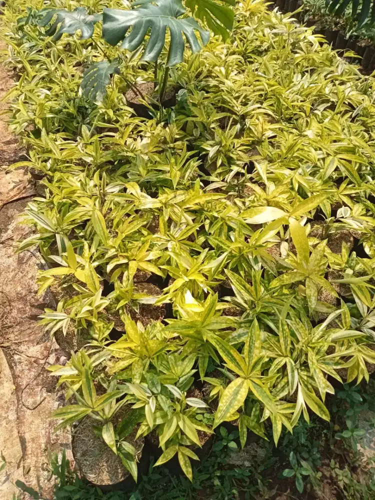 Tanaman brasena golden