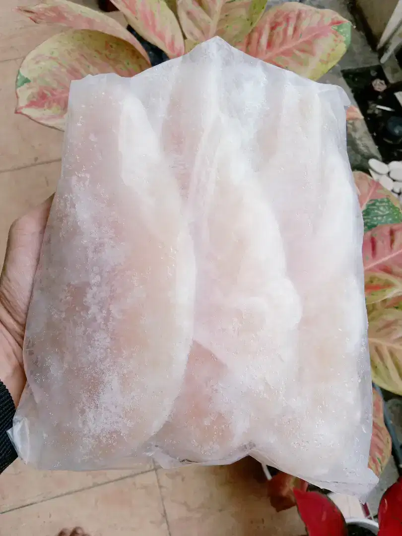 Fillet Dori stock baru