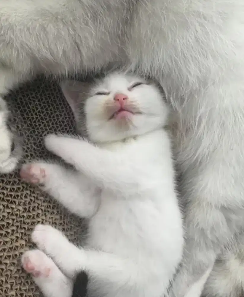 grooming kucing panggilan