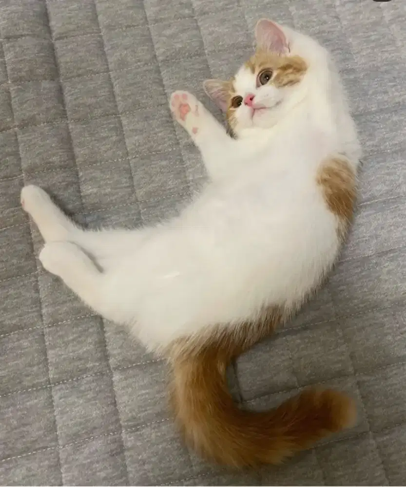 grooming kucing panggilan