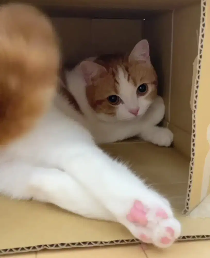 grooming kucing panggilan