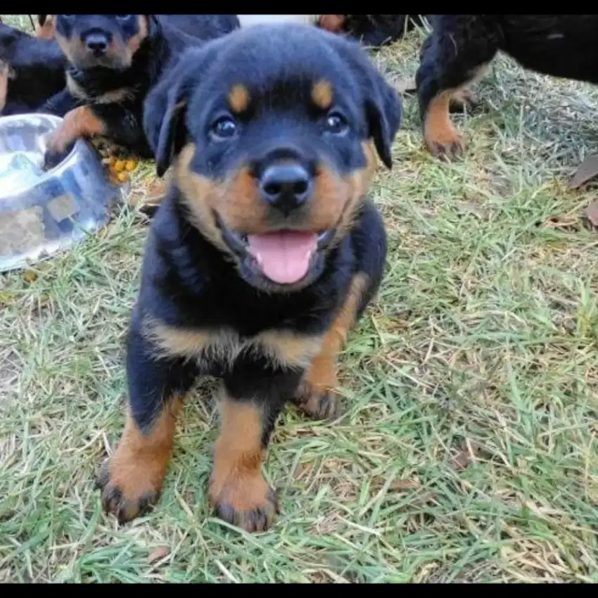 DIJUAL ANAK ANJING ROTTWEILER