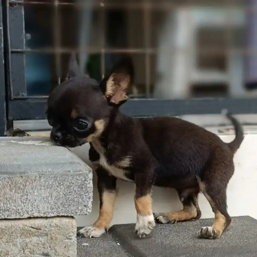 Chihuahua Puppy