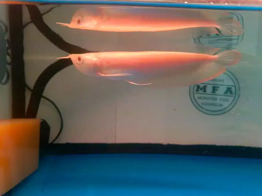 Ikan Arwana Silver Albino