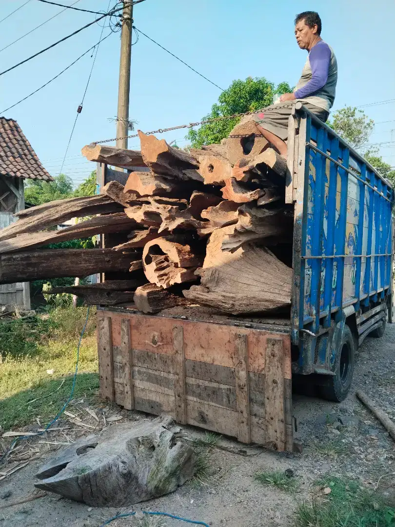 Kayu jati akar dan pendem